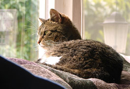Cat looking out clean window